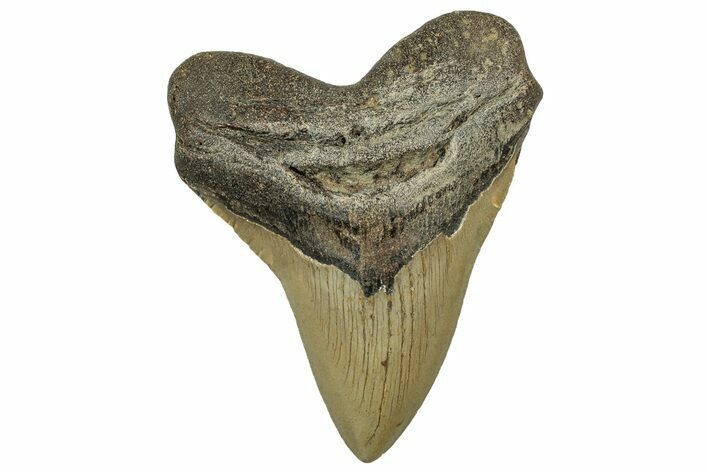 Serrated, Fossil Megalodon Tooth - North Carolina #328835